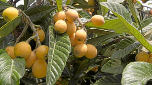 Loquat Fruits On A Branch Wallpaper