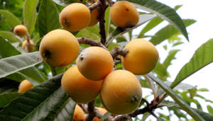 Loquat Plant On Branch Wallpaper