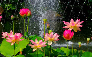 Lotus And Sprinkle Of Water Wallpaper