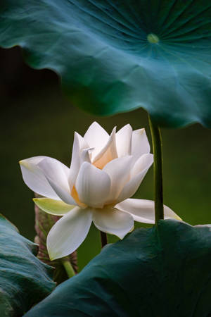 Lotus Flower Nelumbo Sweetheart Wallpaper