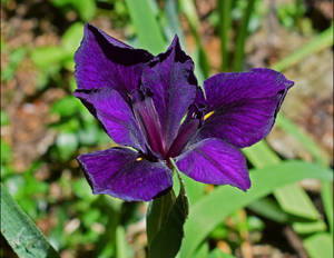 Louisiana Iris Flower Wallpaper
