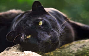 Lounging Cute Black Panther Wallpaper