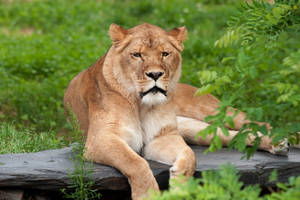 Lounging Female Lion Desktop Wallpaper