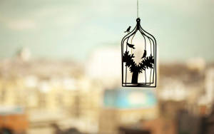 Lovebirds In A Cage Hd Photography Wallpaper