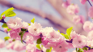 Lovely Cherry Blossoms Spring Computer Wallpaper