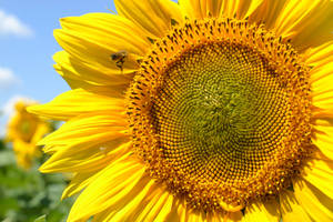 Lovely Closeup Sunflower Aesthetic Wallpaper