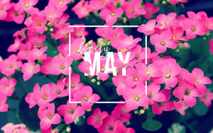 Lovely May Pink Flowers Wallpaper