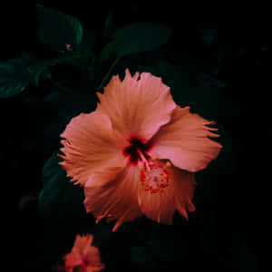 Lovely Orange Hibiscus Flower Wallpaper