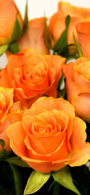 Lovely Orange Roses Wallpaper