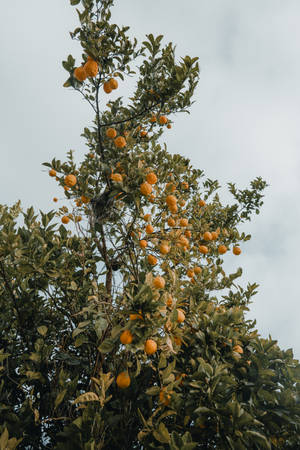 Lovely Orange Tree Wallpaper
