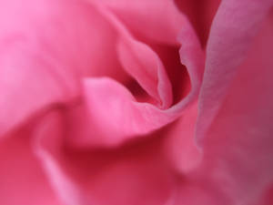 Lovely Pink Rose Iphone Wallpaper