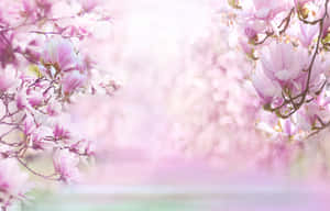 Lovely Pink Spring Magnolia Flower Wallpaper