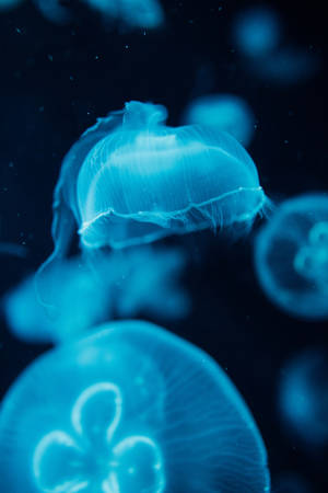 Luminous Jellyfishes In Ocean Blue Waters Wallpaper