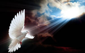 Luminous White Dove Under The Sun Wallpaper