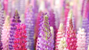 Lupine Flower Field Wallpaper
