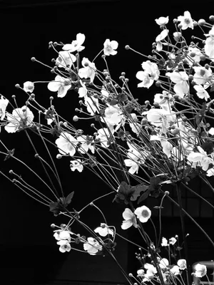 Lush, Aesthetic Floral Wallpaper