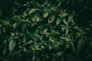 Lush Dark Green Leaves Wallpaper