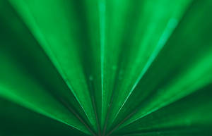 Lush Emerald Green Palm Leaf Wallpaper