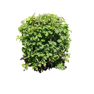 Lush Green Dendrolobium Bush In Minimalistic Setting Wallpaper