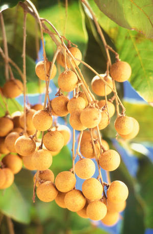 Lush Longan Fruits On A Tree Branch Wallpaper