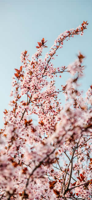 Lush Pinks Tress Against A Baby Blue Sky Wallpaper