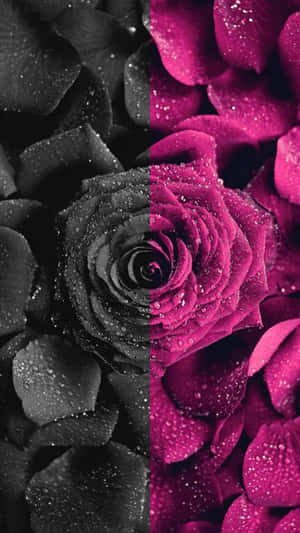 Luxurious, Bold And Bright Dark Pink Wallpaper