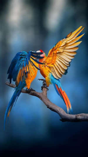 Macaw Couple Bird Iphone Wallpaper