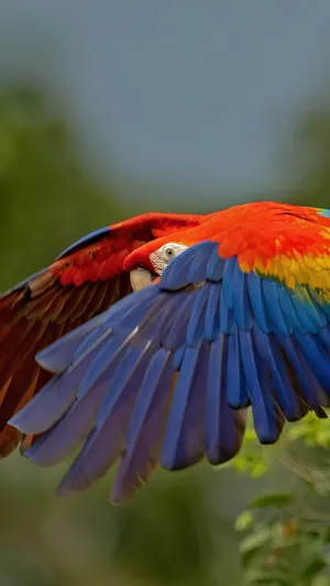 Macaw Flying 2160x3840 Wallpaper
