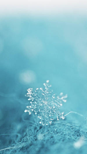 Macro Blur Aesthetic Teal Snowflake Wallpaper