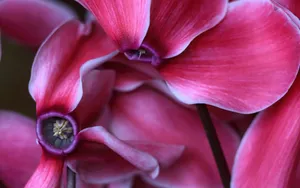 Macro Cyclamen Flowers Wallpaper