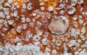 Macro Photo Of Ice On Leaf Wallpaper