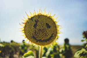 Macro Photography Of Yellow Sunflower Wallpaper