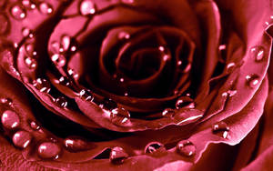 Macro Shot Beautiful Rose Hd Bloom Wallpaper