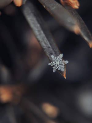 Macro Shot Of Tiny Snowflake Wallpaper