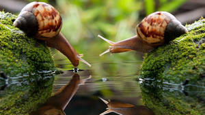 Macro Snails On Stream Wallpaper