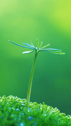 Macro Spurting Plant Seedling Iphone Wallpaper