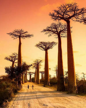 Madadascar Baobabs At Sunset Wallpaper