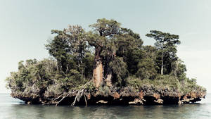 Madadascar Mangrove Swamp Wallpaper