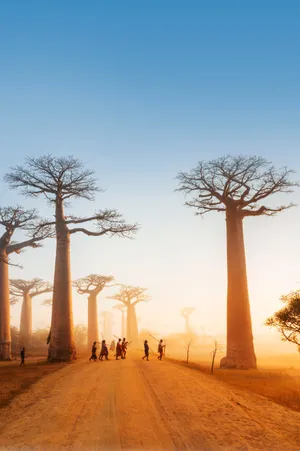 Madadascar Natives And Baobabs Wallpaper