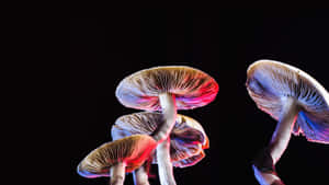 Magic Mushroom Fungus With Colorful Light Accents Wallpaper