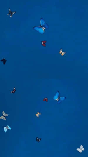 Magical Butterfly Landing On A White Flower In Full Bloom Wallpaper