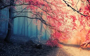 Magical Forest Hd Wallpaper