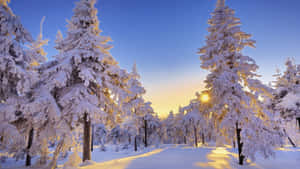 Magical Winter Solstice Night Sky Wallpaper