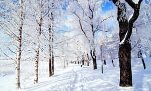 Magical Winter Wonderland Wallpaper