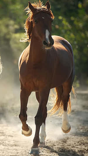 Magnificent Horse Silhouette In The Serene Sunset Wallpaper