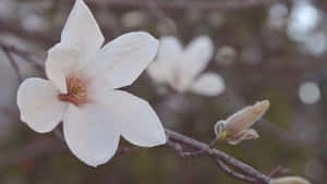 Magnolia Flower Depth Of Field Wallpaper