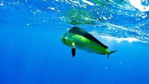 Mahi-mahi Fish In The Infinite Blue Wallpaper