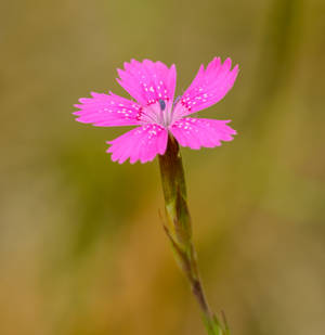 Maiden Pink Flower Android Wallpaper