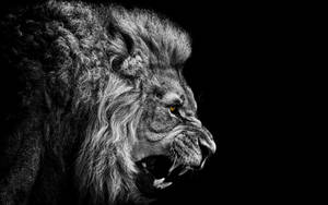 Majestic 3d Lion Digital Painting Wallpaper