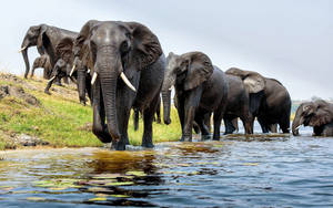 Majestic African Elephant In Its Natural Habitat Wallpaper